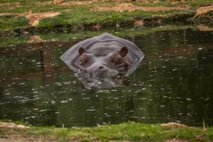Attaque mortelle d’hippopotame : le site écologique d’Afto fermé jusqu’à nouvel ordre